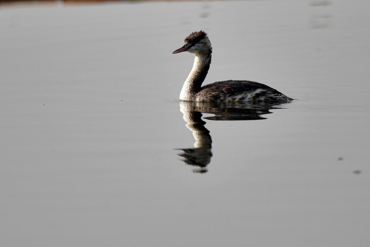 potápka sp. - ML281814481