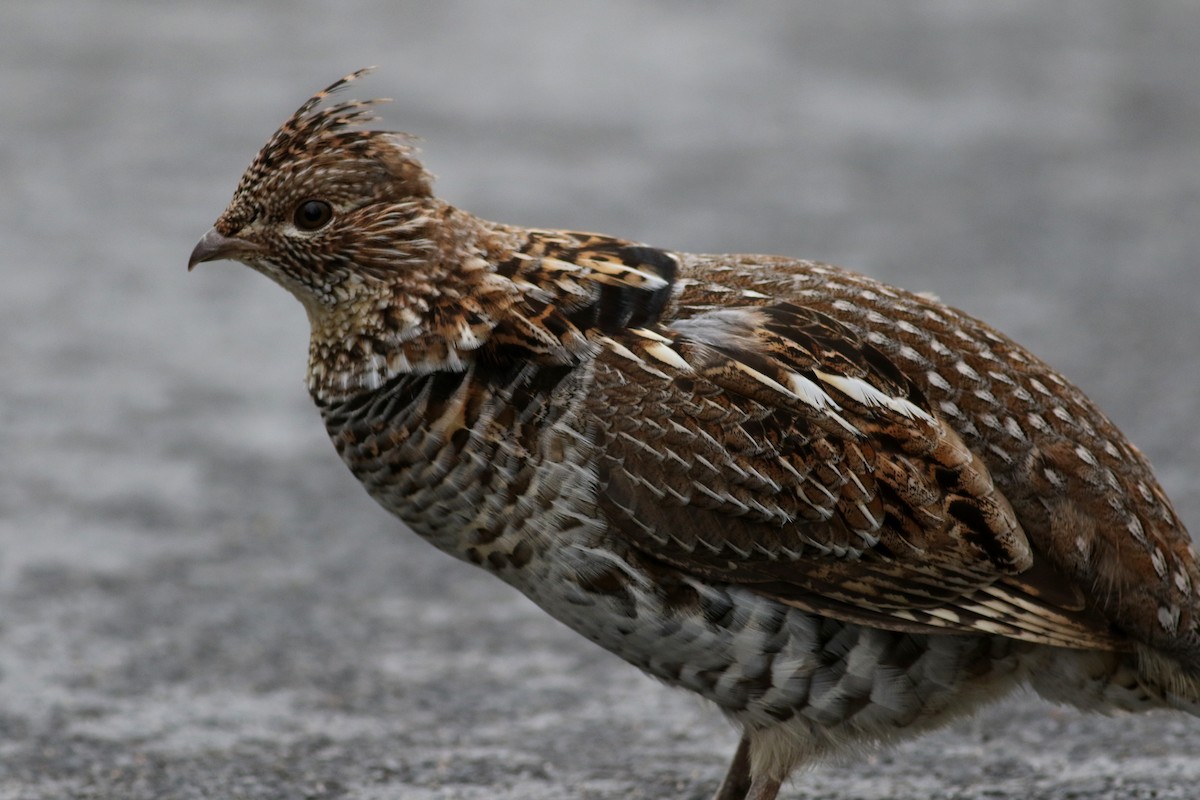 Ruffed Grouse - ML28181511