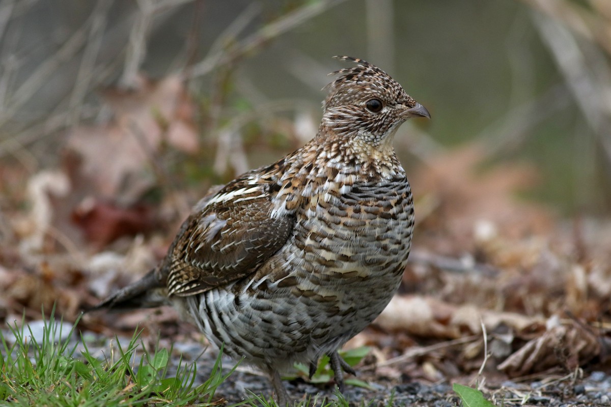 Ruffed Grouse - Jay McGowan