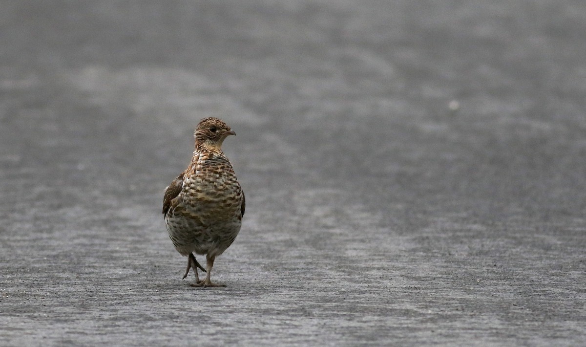 Ruffed Grouse - ML28181561