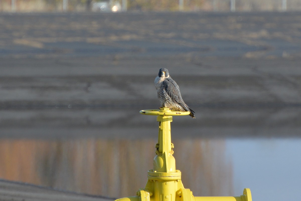 Peregrine Falcon - ML281816161