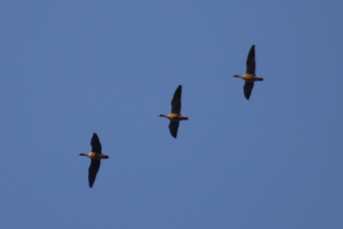 Greater White-fronted Goose - ML281816181