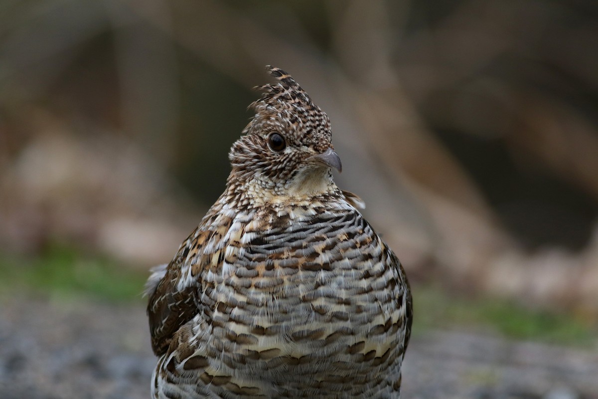 Ruffed Grouse - ML28181641