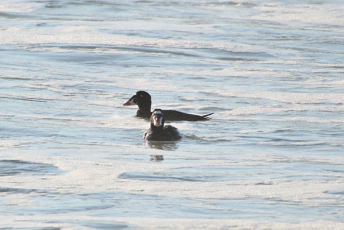 Surf Scoter - ML281817161