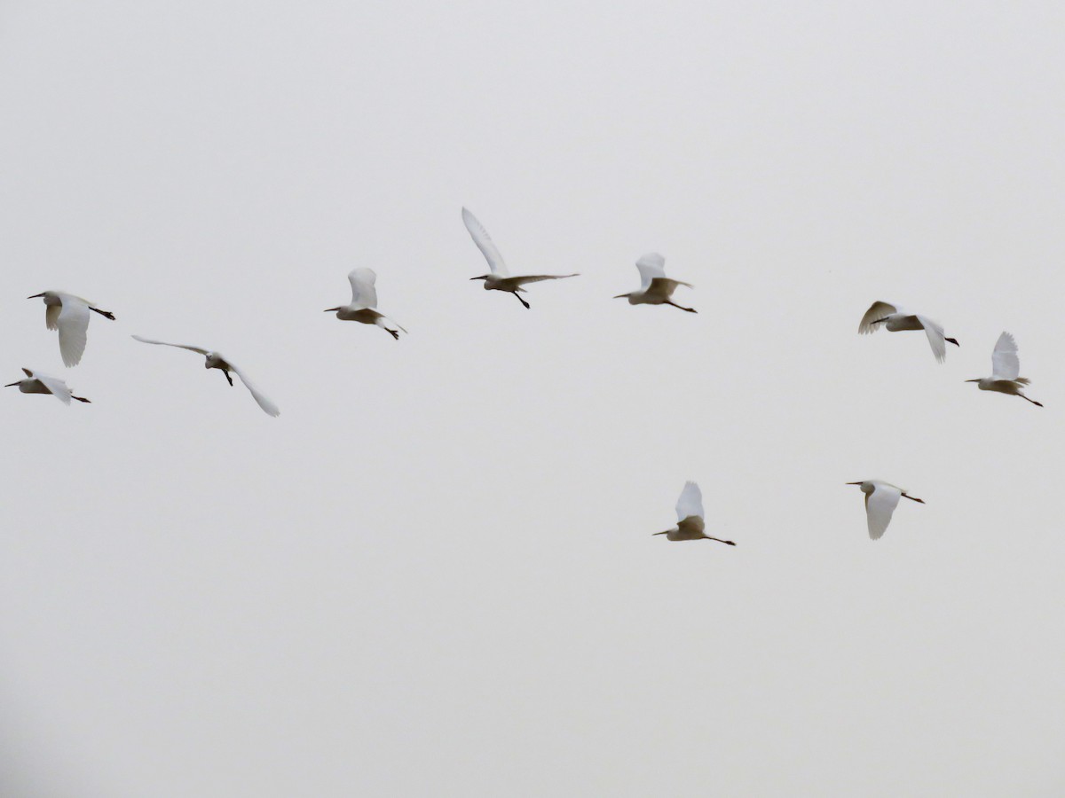 Little Egret - ML28181781