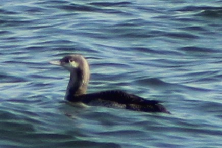 Red-throated Loon - ML281819571