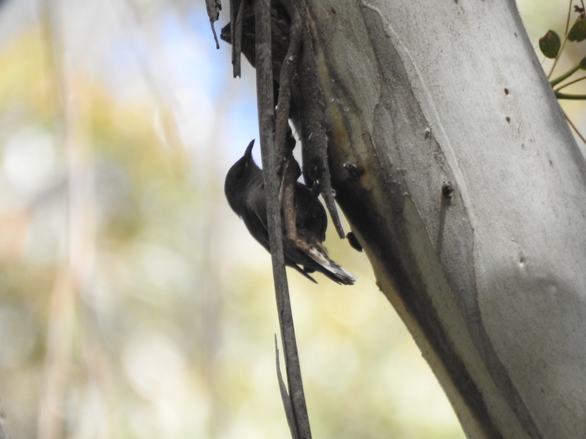 Red-browed Treecreeper - ML281819601