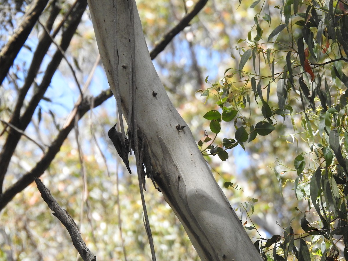 Red-browed Treecreeper - ML281819611