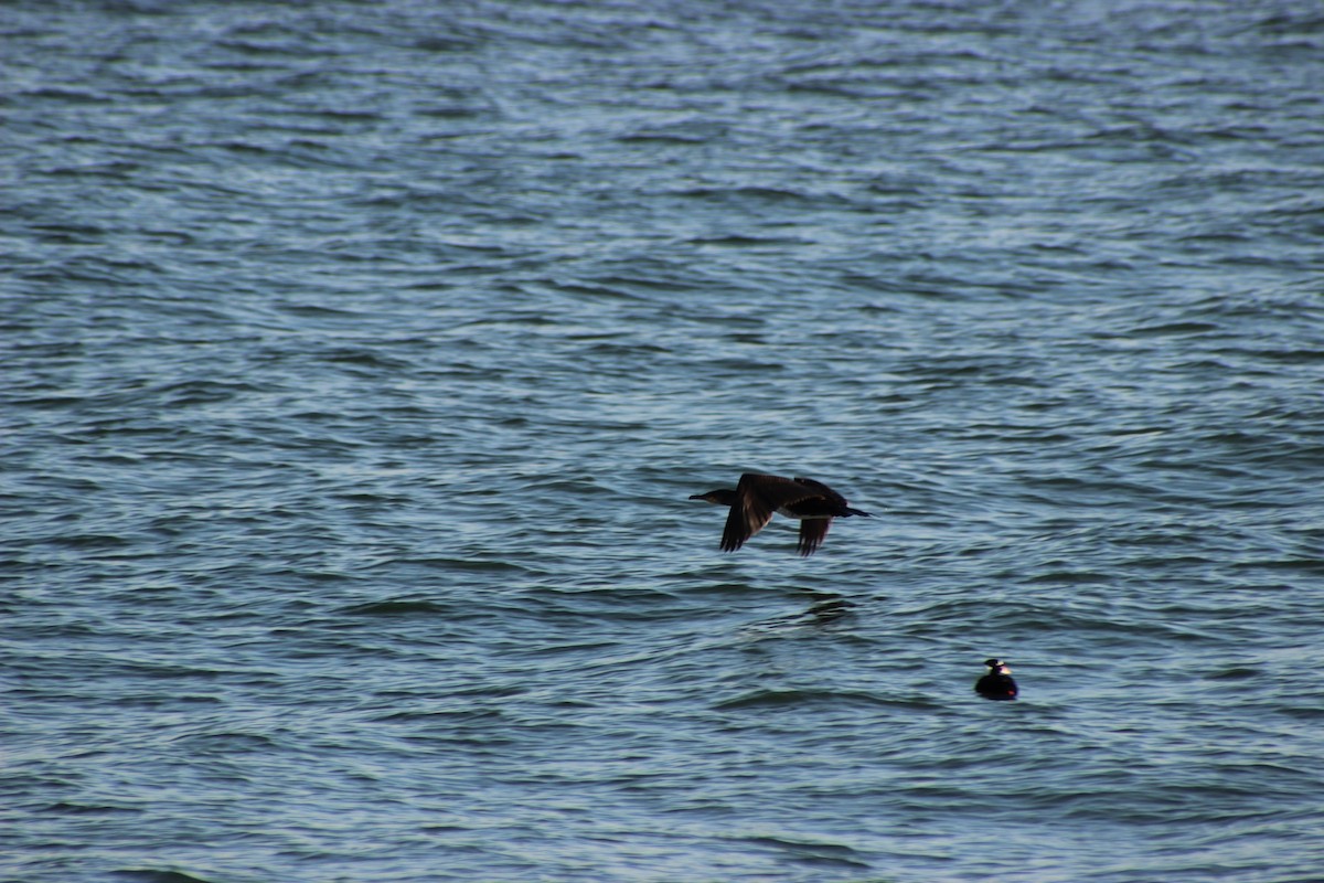 Great Cormorant - ML281819811