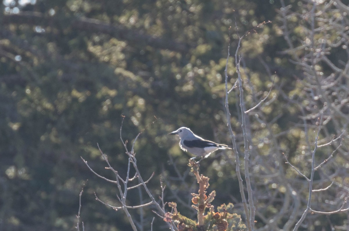 Clark's Nutcracker - ML281820141