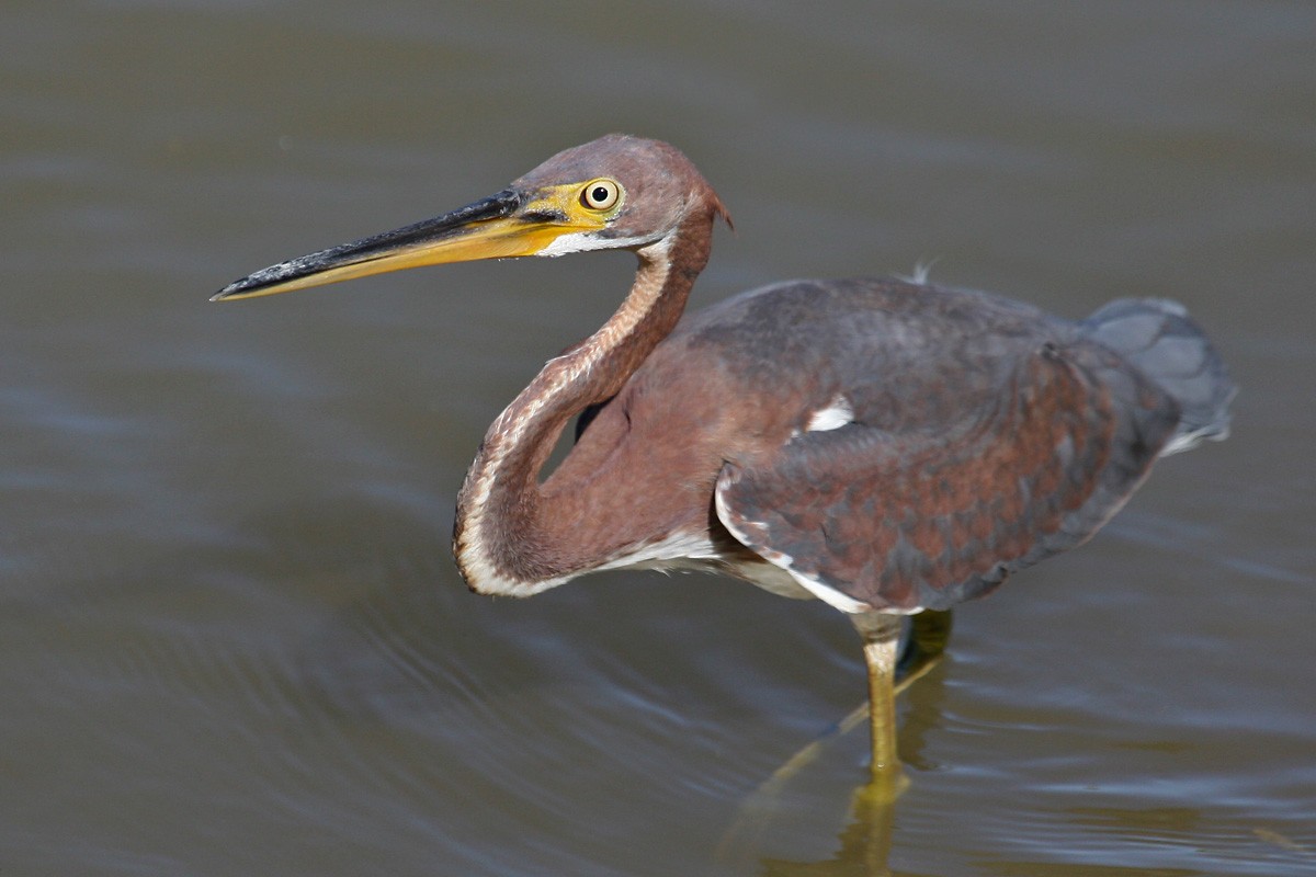 Tricolored Heron - Richard Fray