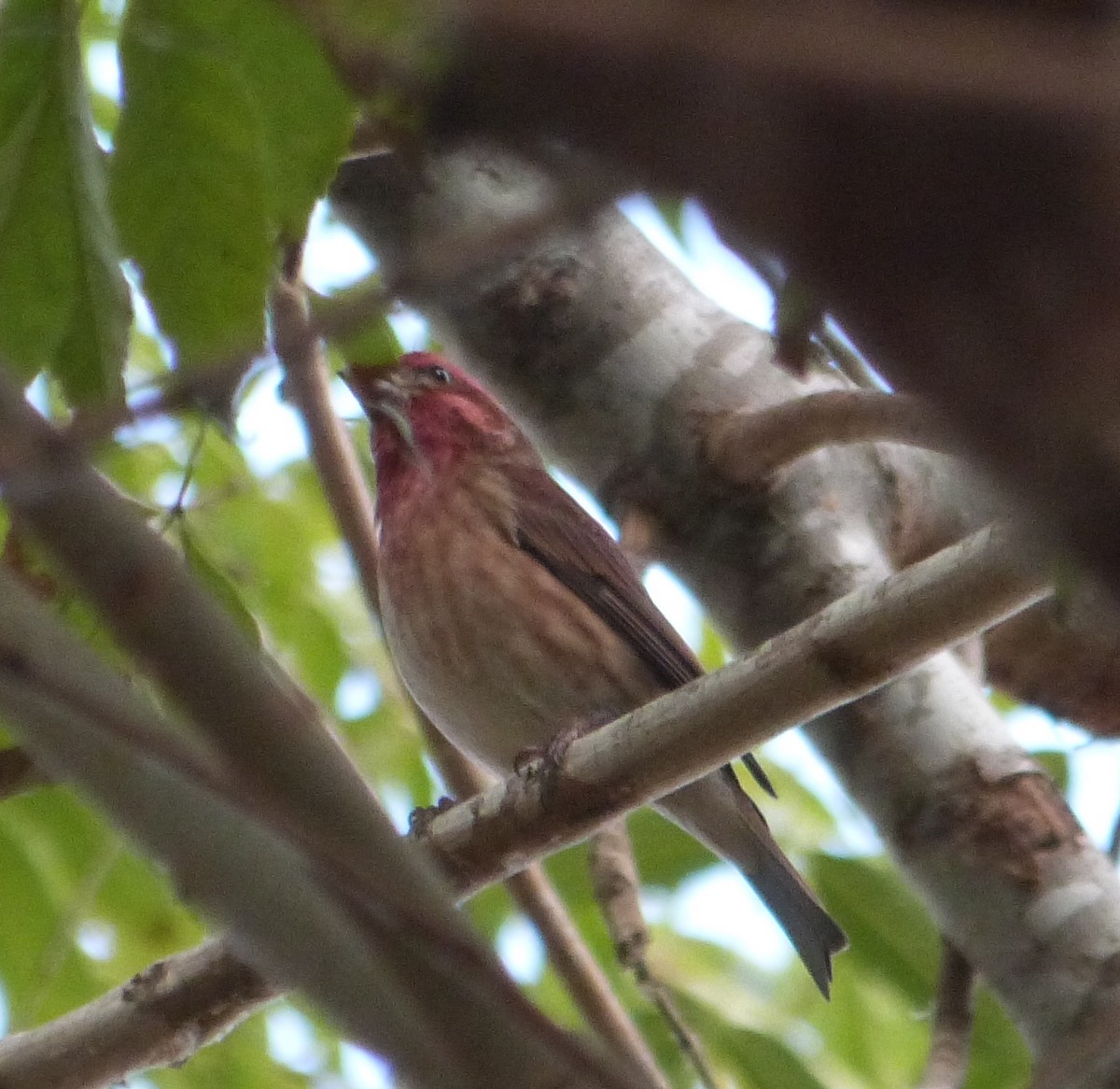 Purple Finch - ML281822681