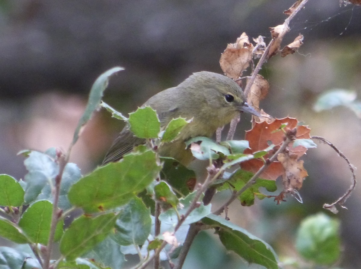 Orange-crowned Warbler - ML281822771