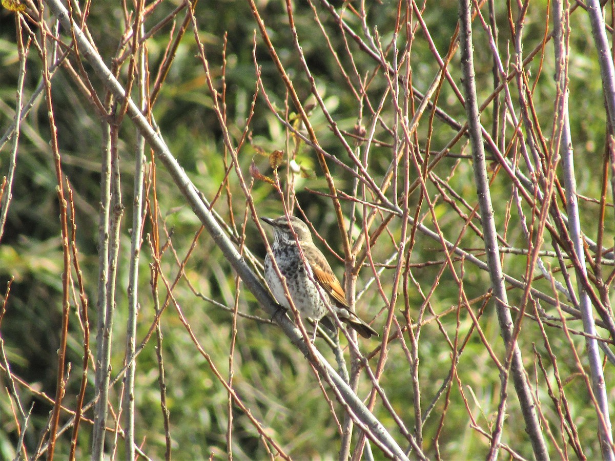 Dusky Thrush - ML281826691