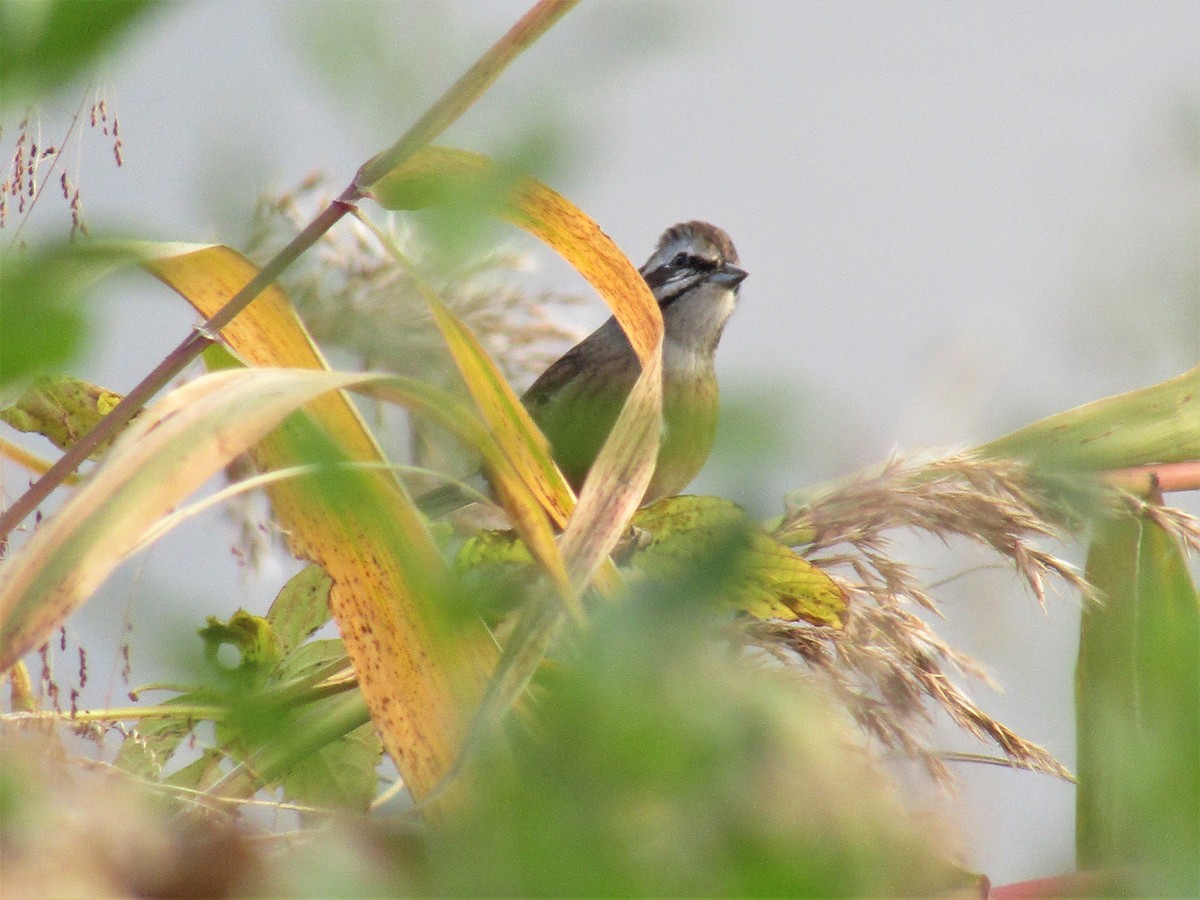 Meadow Bunting - ML281826801