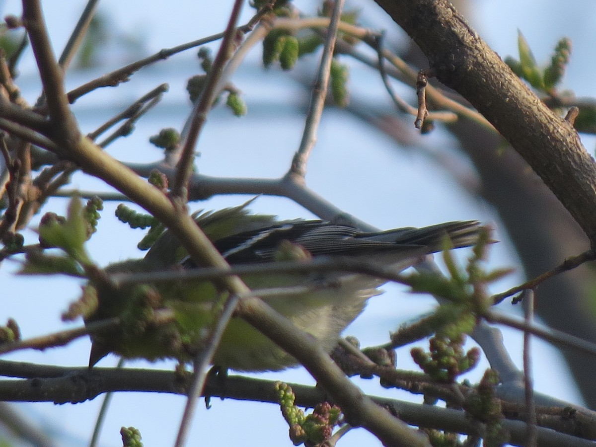 American Goldfinch - ML28182781