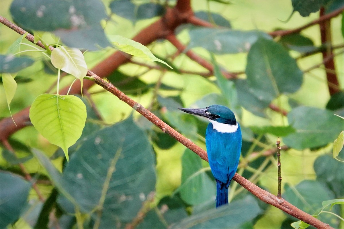 Collared Kingfisher - S Rama Chandran