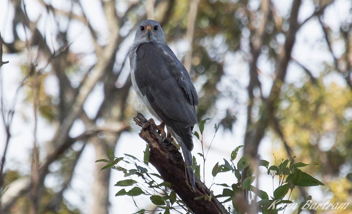 Gray Goshawk - ML281828921