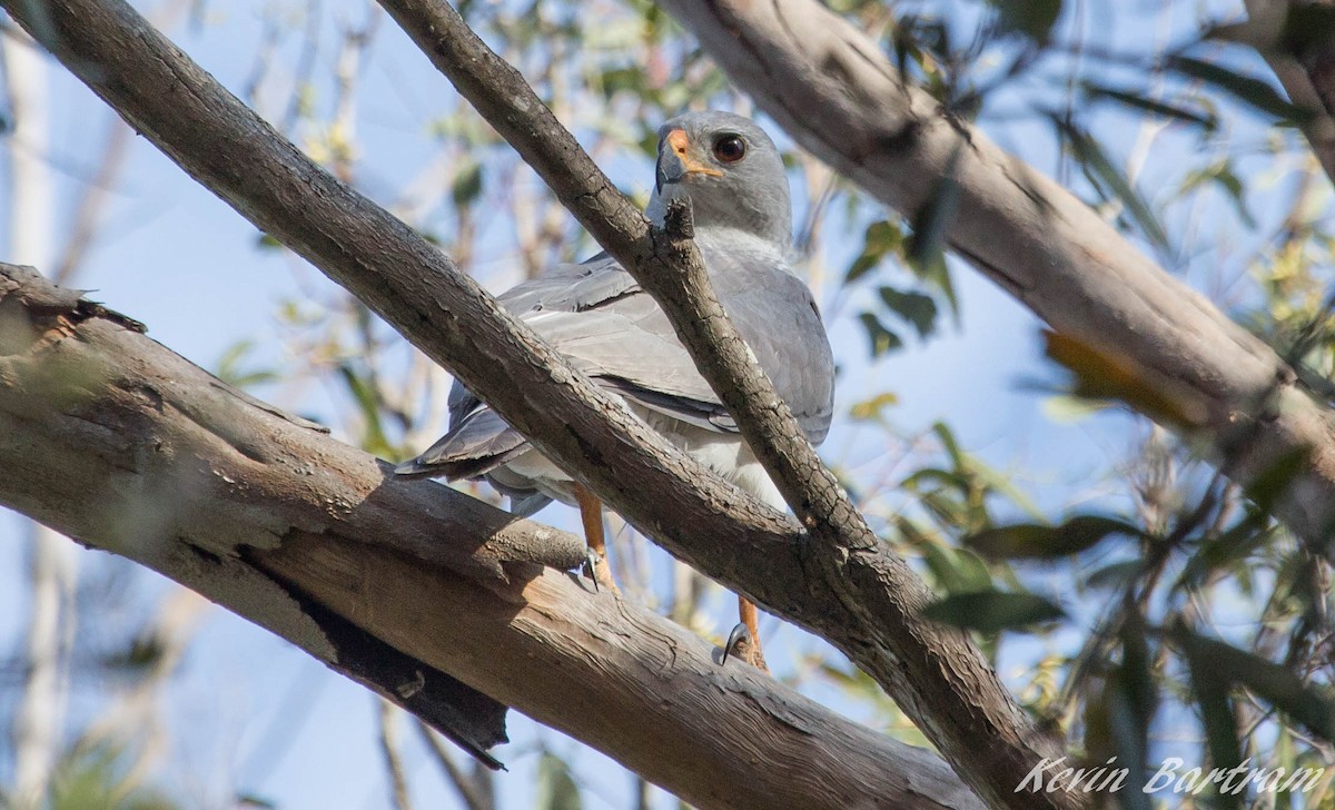 Gray Goshawk - ML281828931