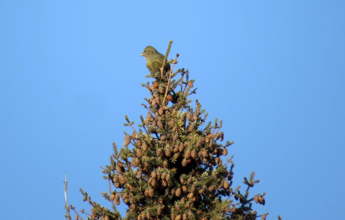 Red Crossbill - ML281829691