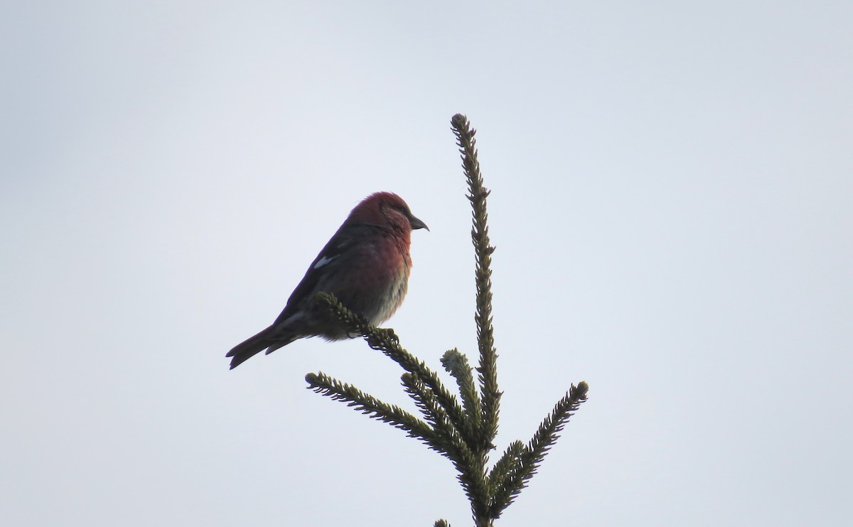 White-winged Crossbill - ML281829741