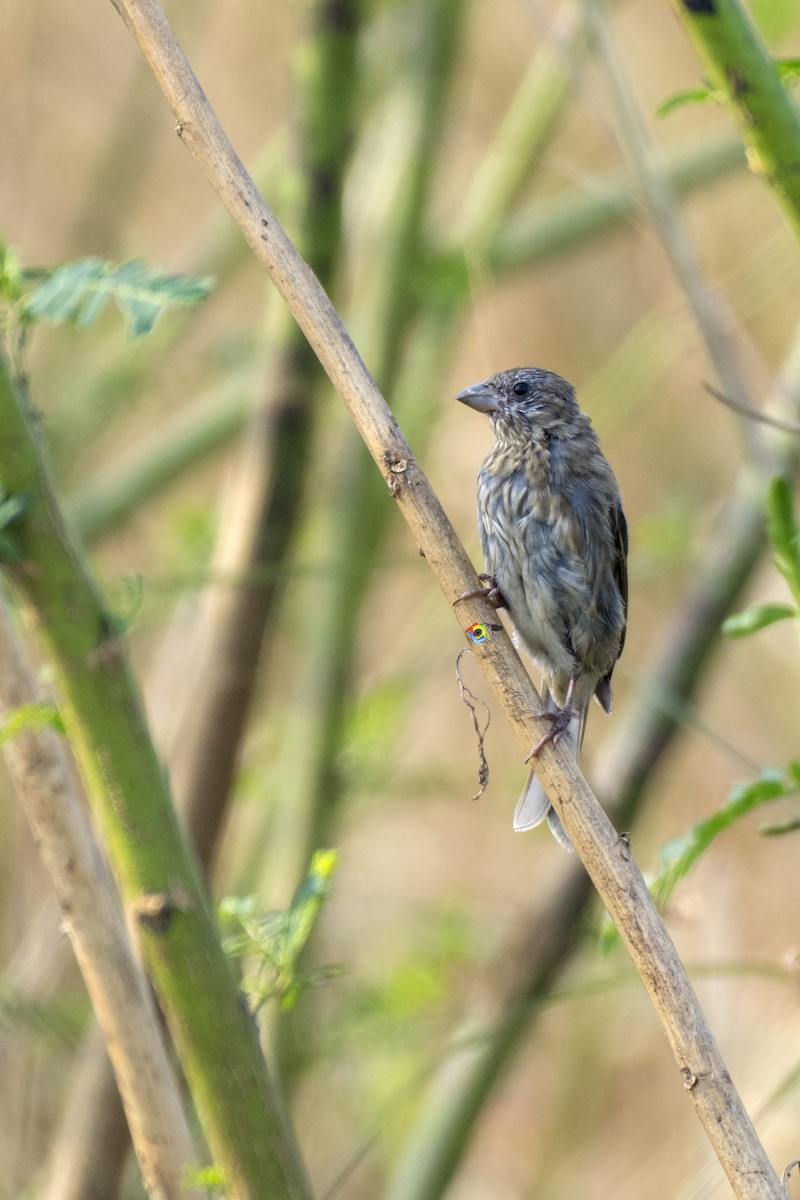 Common Rosefinch - ML281830691