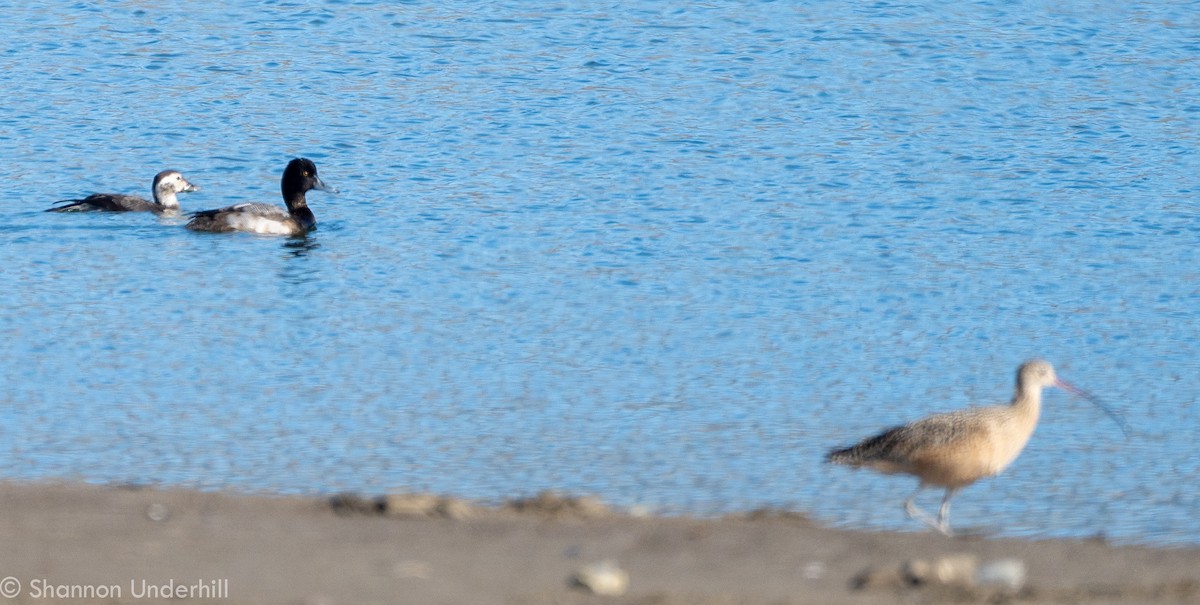 Lesser Scaup - ML281830831