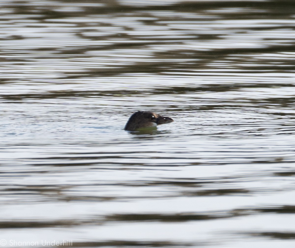 Pied-billed Grebe - ML281830881