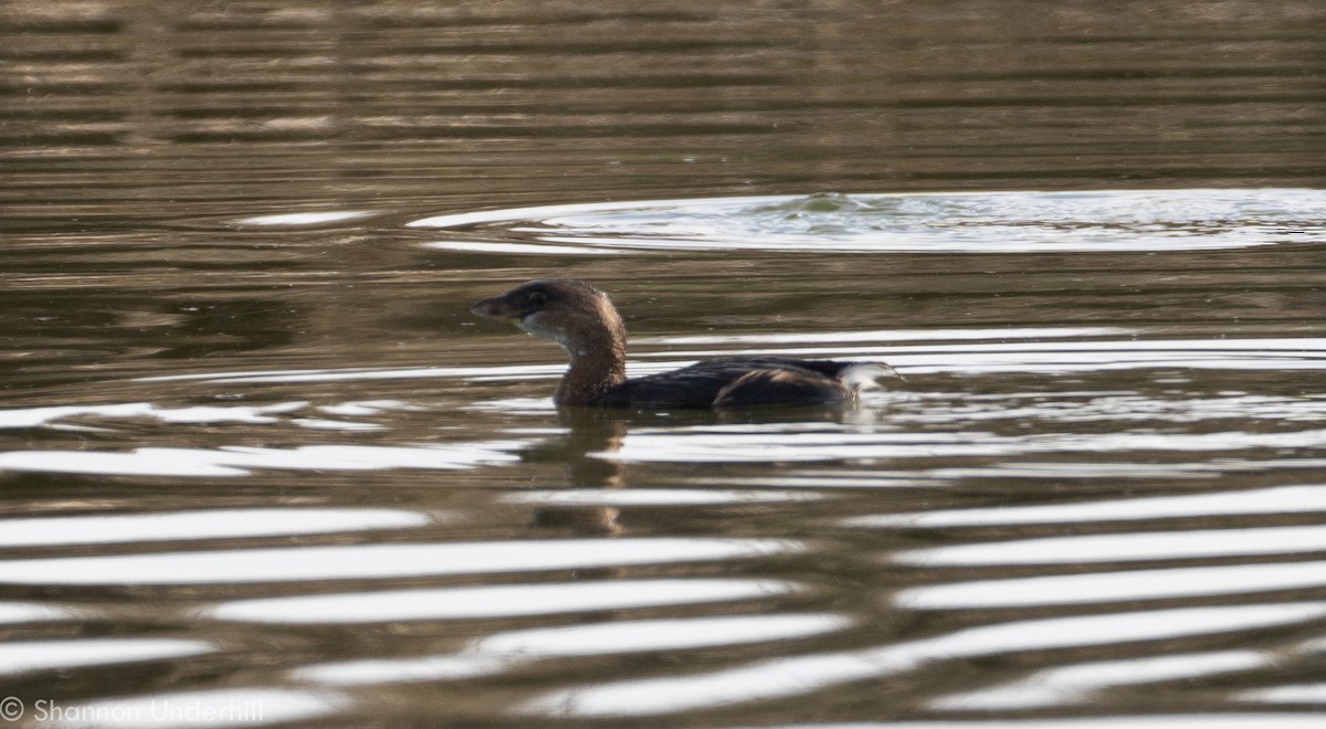 Pied-billed Grebe - ML281830891