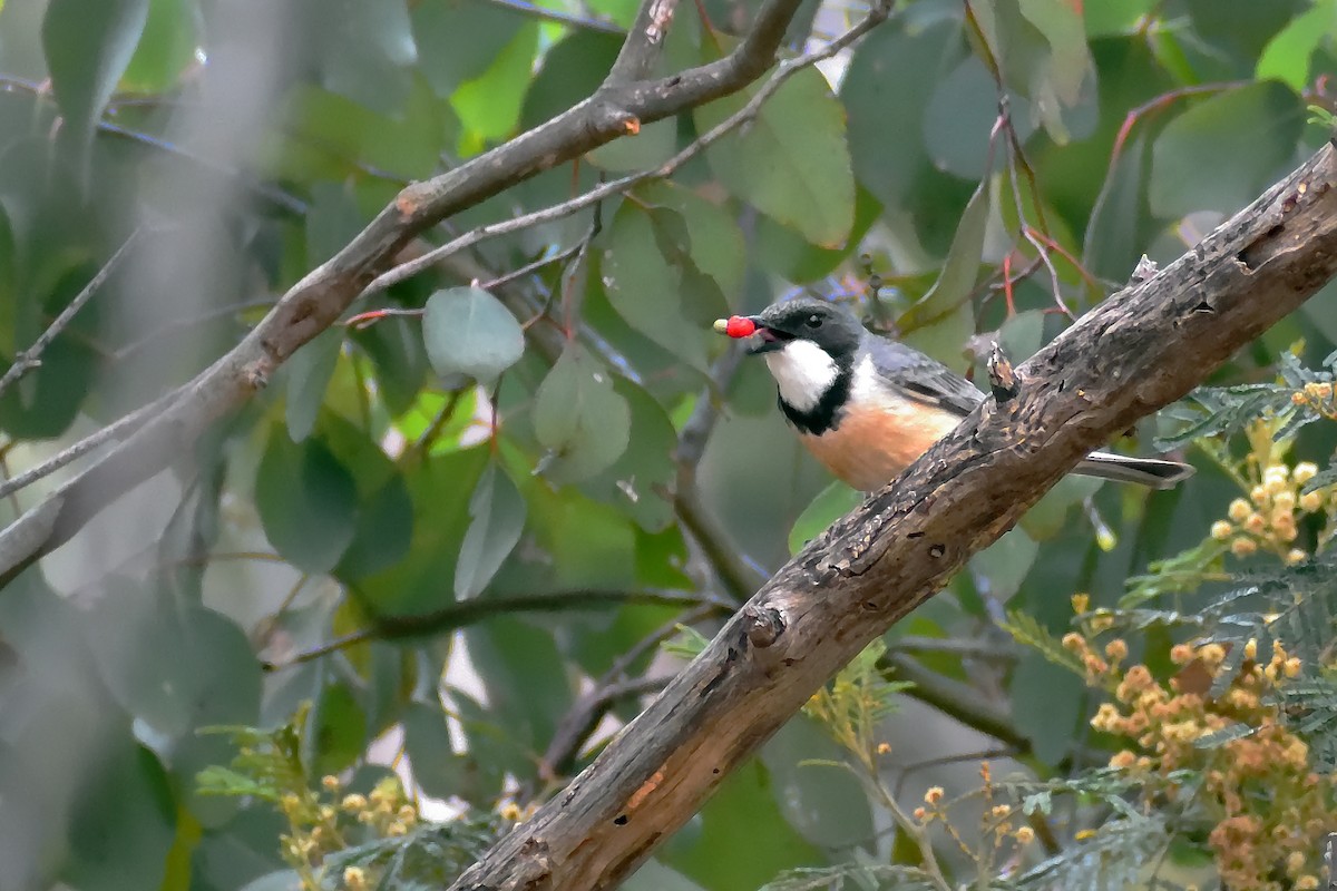 Rufous Whistler - ML281833231