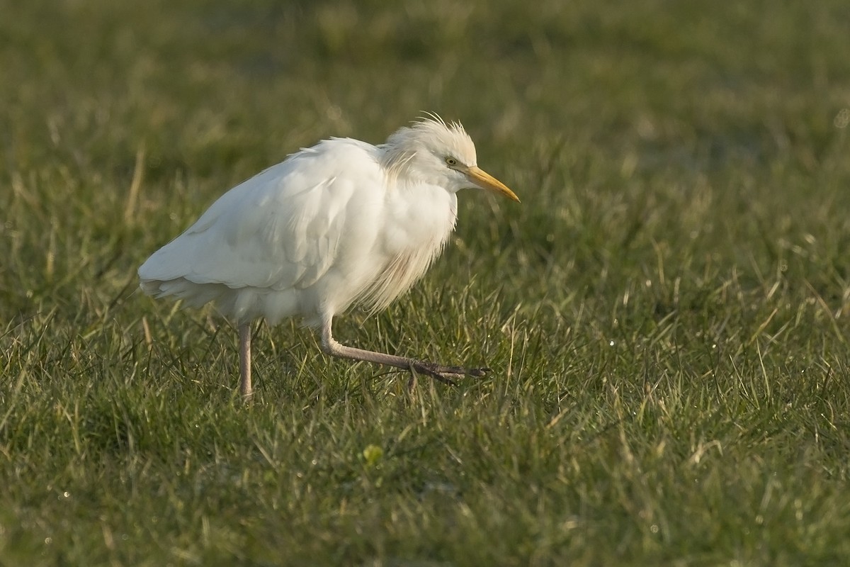 Western Cattle Egret - ML281834361