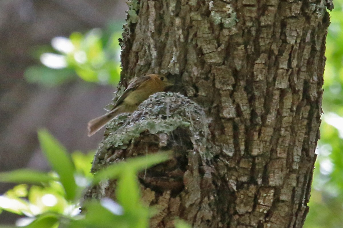 Tufted Flycatcher - ML281834511