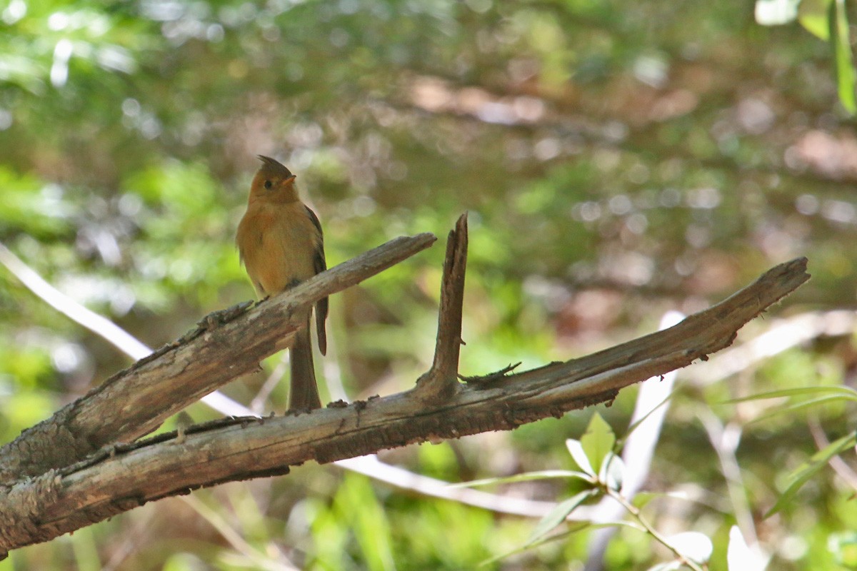 Tufted Flycatcher - ML281835441