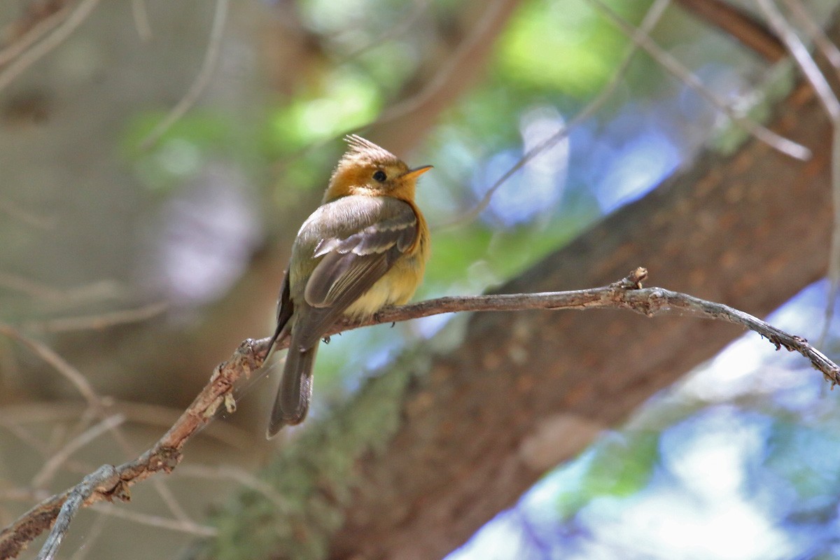 Tufted Flycatcher - ML281835451