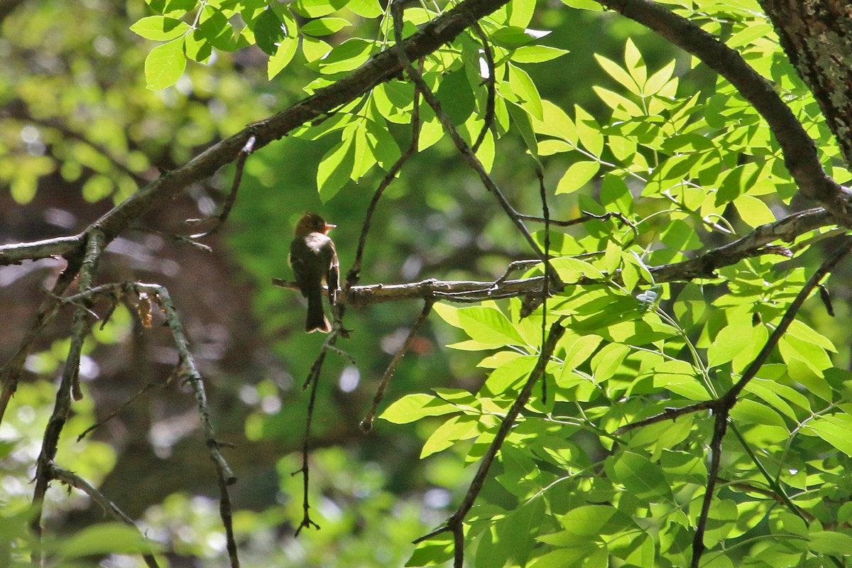 Tufted Flycatcher - ML281835461