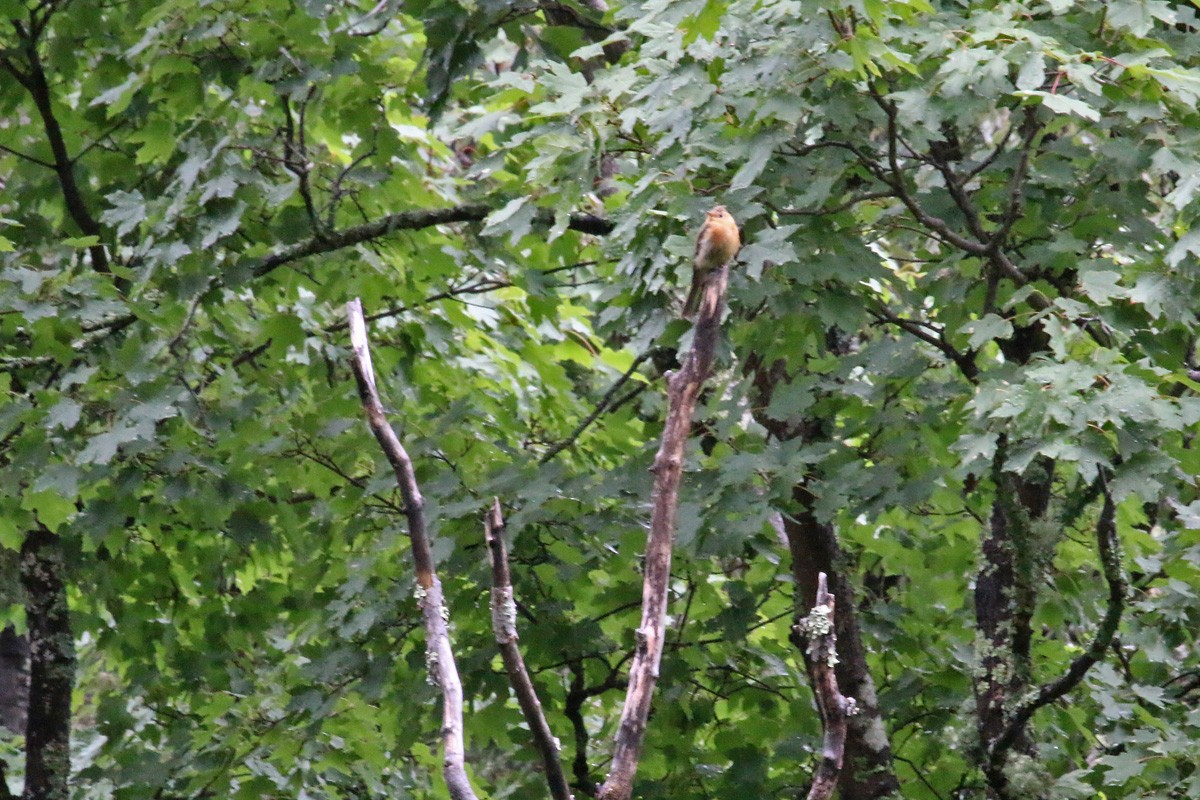 Tufted Flycatcher - ML281835791