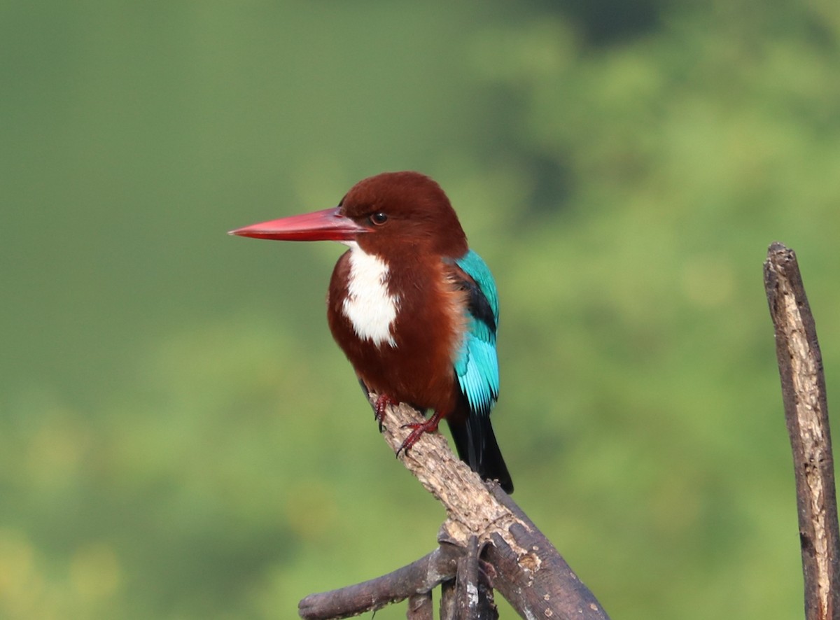 White-throated Kingfisher - ML281841211