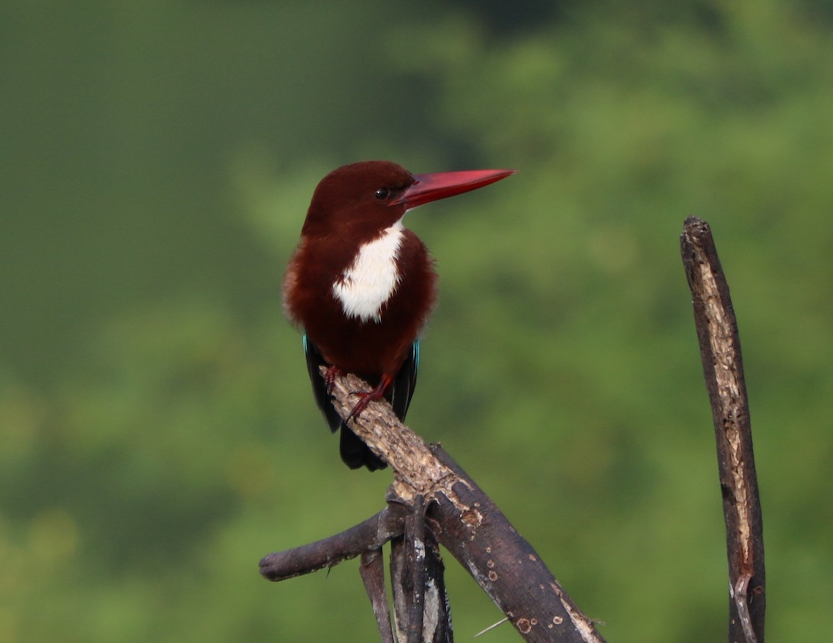 White-throated Kingfisher - ML281841221