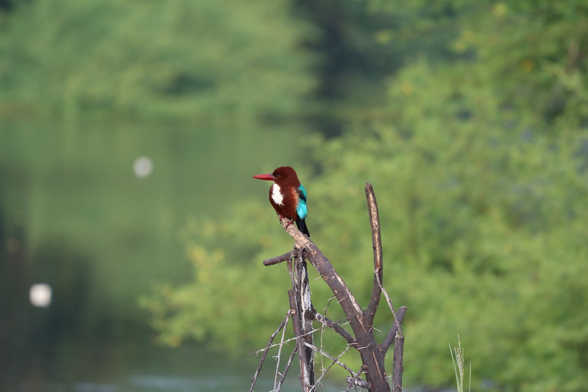 White-throated Kingfisher - Elavarasan M