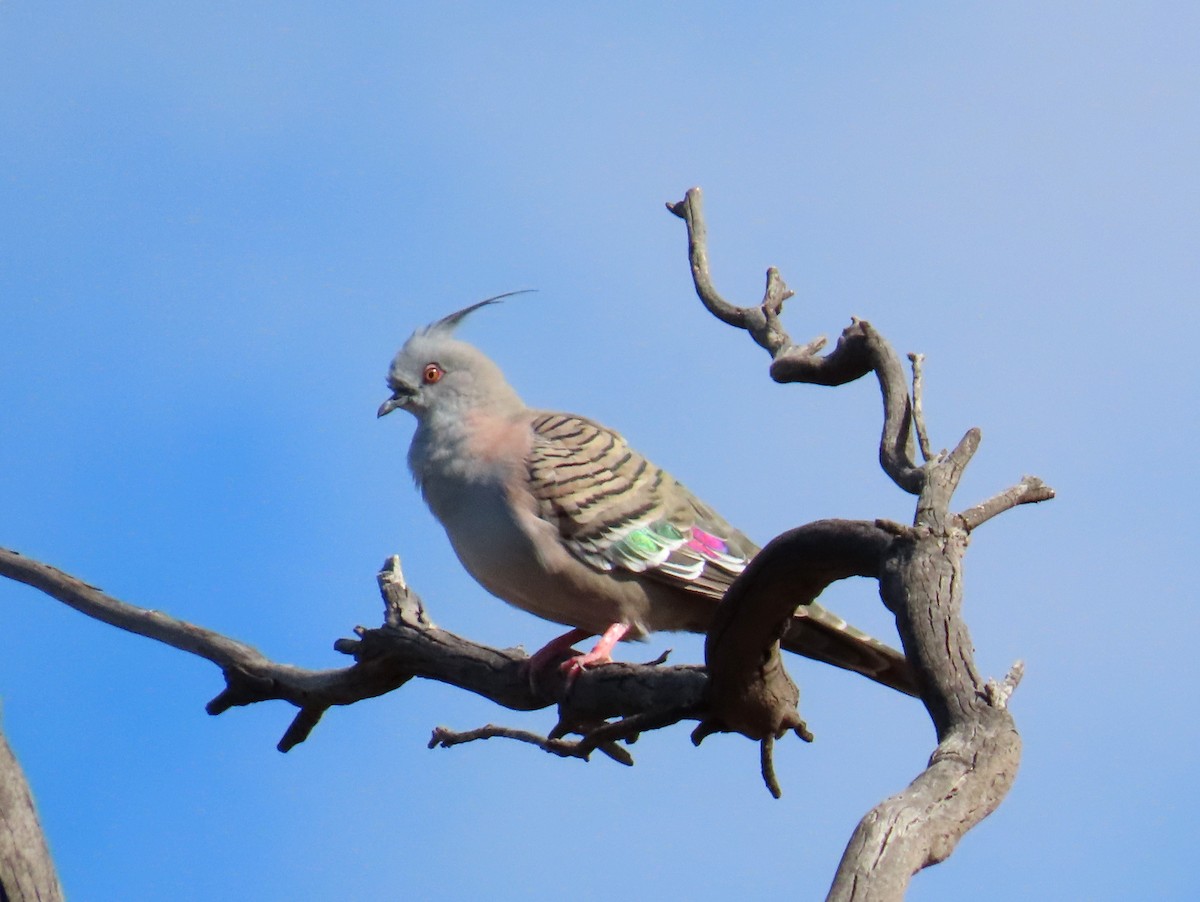 Crested Pigeon - ML281843371