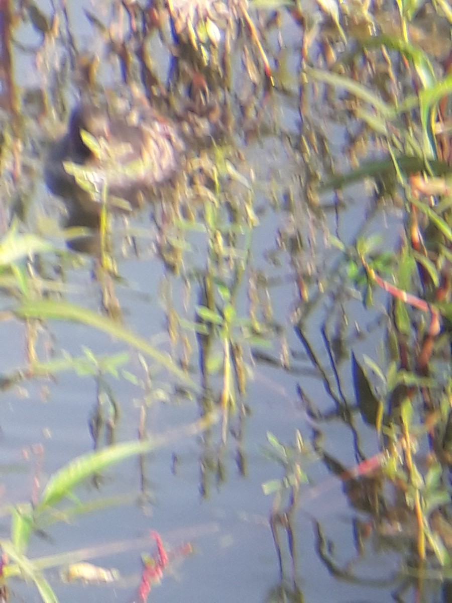 Little Grebe - ML281846081