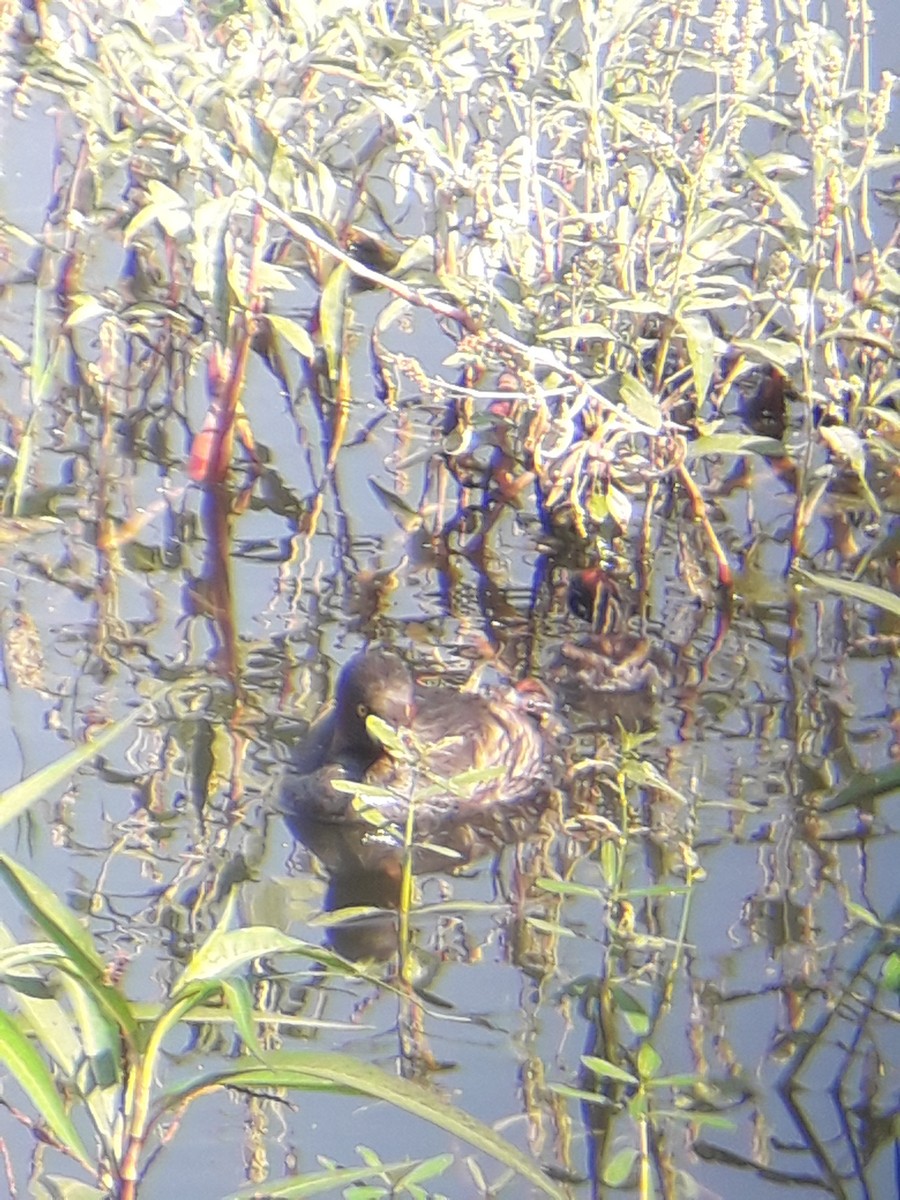 Little Grebe - ML281846091