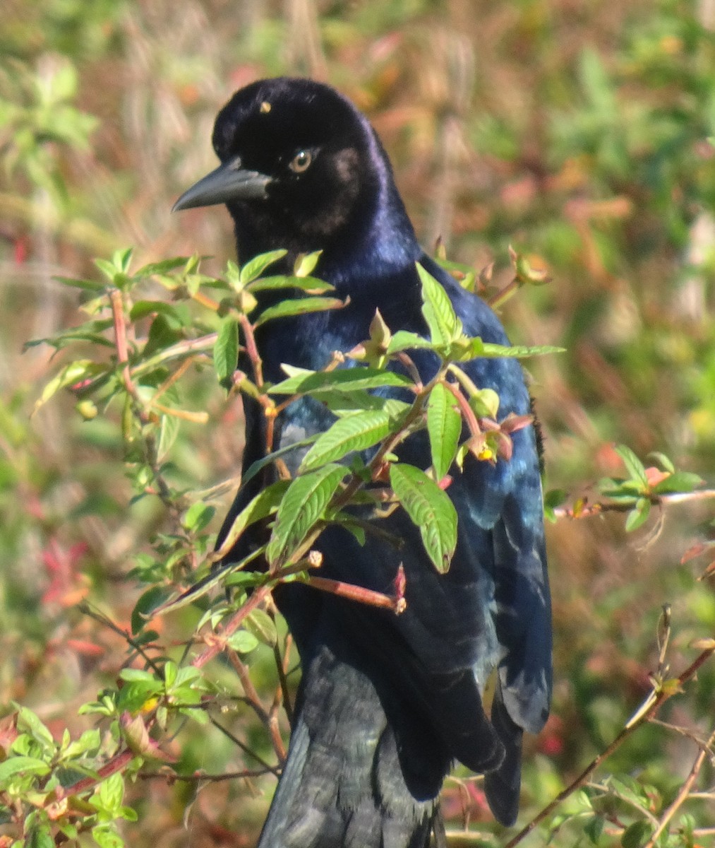 Boat-tailed Grackle - ML281846851