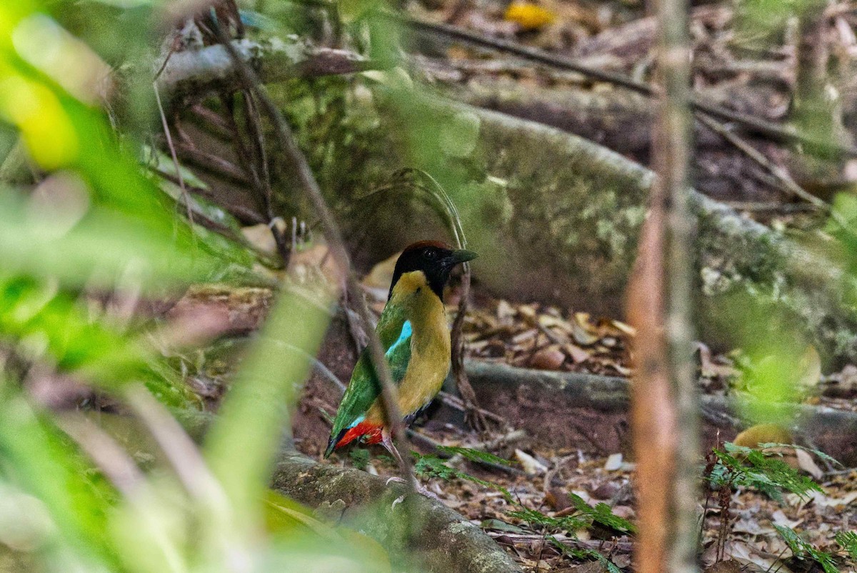 Noisy Pitta - ML281846921