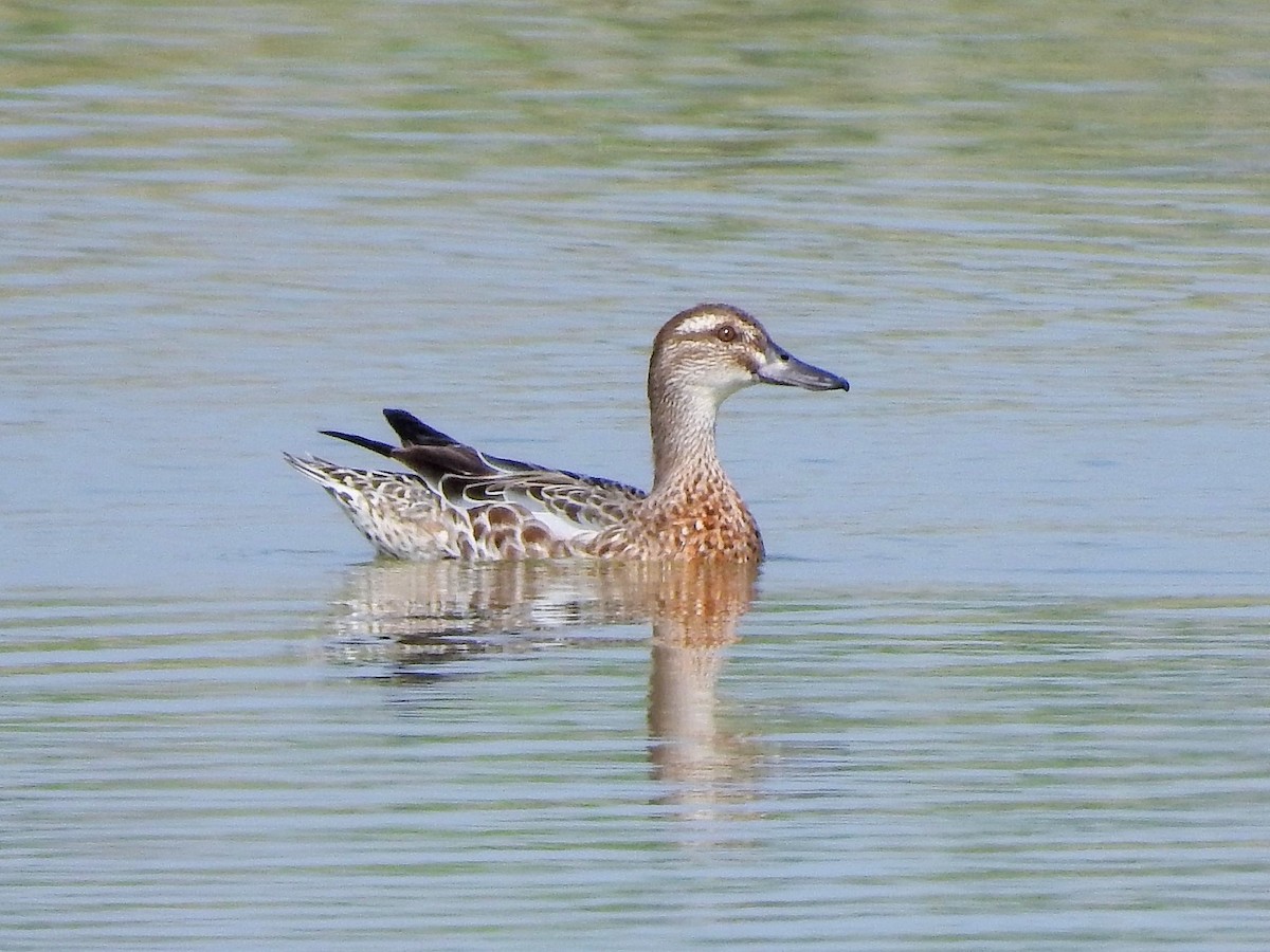 Garganey - ML281847991