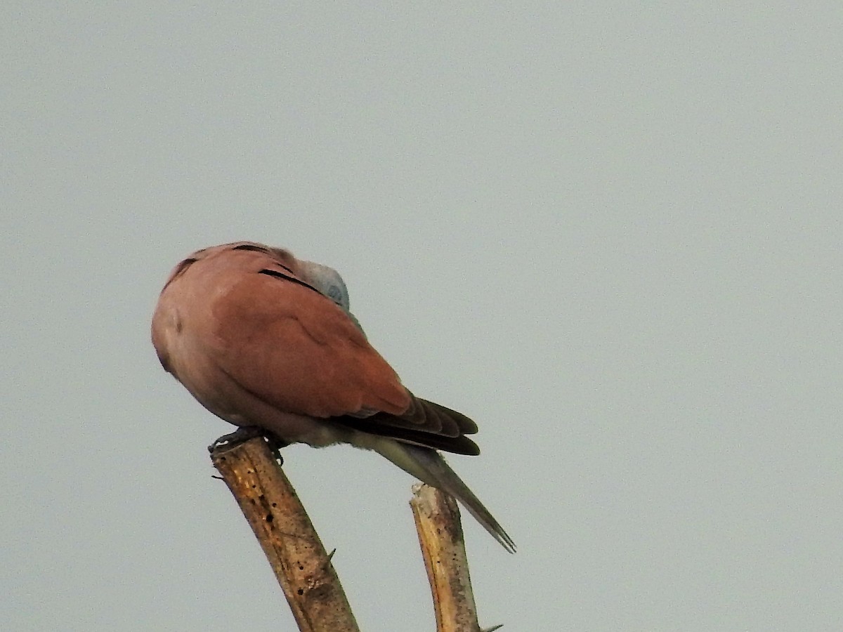 Red Collared-Dove - ML281848301