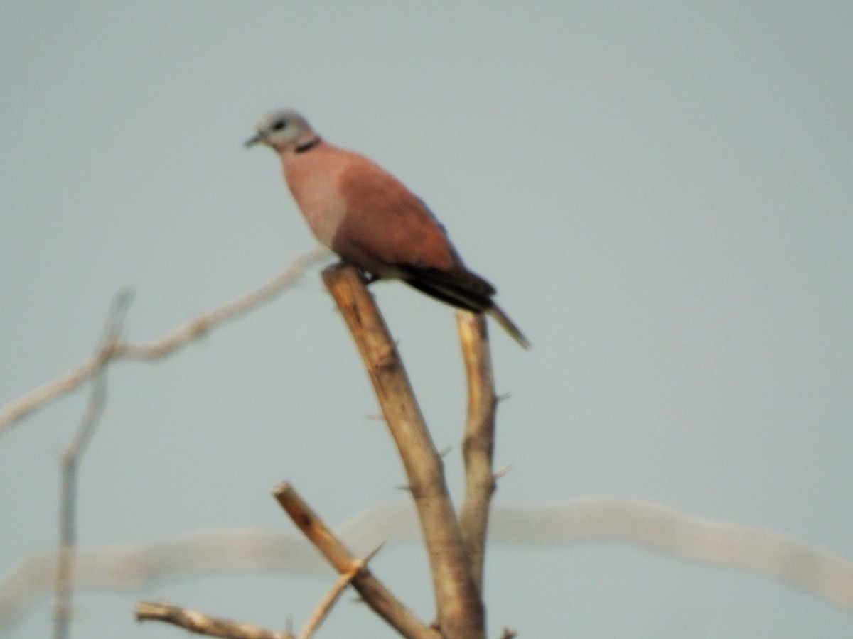 Red Collared-Dove - ML281848331