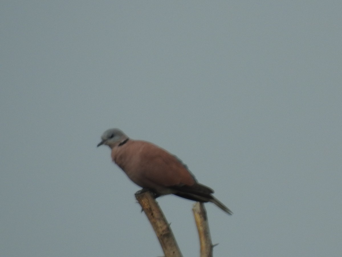 Red Collared-Dove - ML281848351