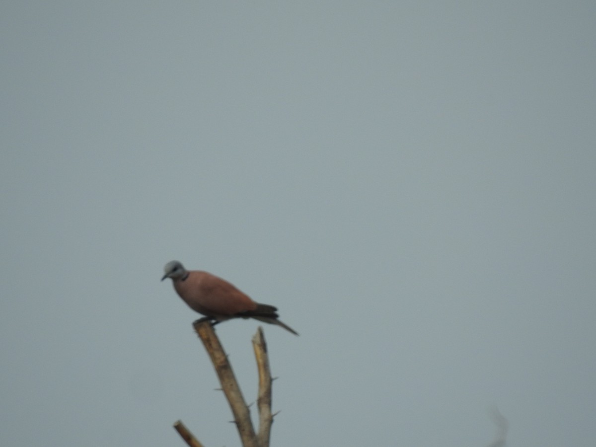 Red Collared-Dove - ML281848441