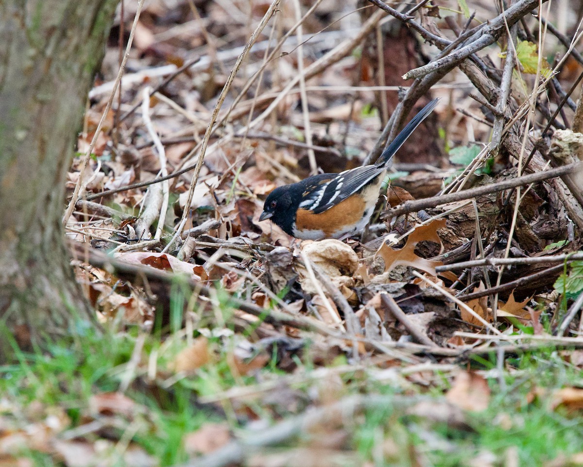 Spotted Towhee - ML281848711